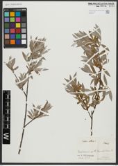 Foto von Salix alba L.